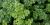 Petroselinum crispum (gr. Crispum) 'Forest Green'