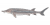 Acipenser oxyrinchus