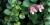 Aeschynanthus 'Thai pink'