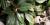 Aglaonema 'Sapphire Suzanne'