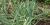 Allium fistulosum