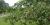 Amelanchier canadensis