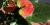 Anthurium andreanum