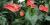 Anthurium sp.
