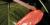 Anthurium x ferrierense
