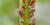 Aphididae.