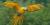 Flying Yellow-and-blue macaw