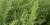 Artemisia dracunculus 'Inodora'