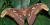 Attacus atlas, Asie du Sud-est.