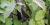 Eggplants in a vegetable garden