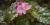 Begonia 'Richmondensis'