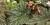 Begonia sp.