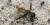 Bombyllidae