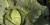 Brassica oleracea (gr. Capitata) 'Danish Ballhead'