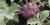 Brassica oleracea (gr. Gongylodes) 'Early Purple Vienna'