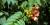 Campsis radicans