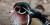 Canard branchu