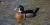 Canard branchu