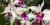 Cattleya purpurata