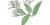 Cestrum nocturnum L.