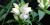 Chelone glabra