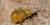 Collembola