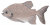 Colossoma macropomum
