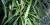 Cordyline stricta