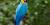 Yellow-and blue macaw
