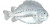 Cyclopterus lumpus