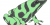 Dendrobates auratus