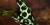 Dendrobates auratus