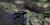 Dendrobates tinctorius