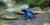 Dendrobates tinctorius (var. azureus)