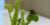 A Venus flytrap (<em>Dionaea muscipula</em>) catches a fly.