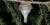 Dolichovespula maculata