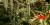 Bromeliads