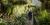 Bromeliads