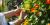 Des capucines (Tropaeolum majus)