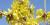 Forsythia mandshurica