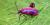 Frog-legged beetle