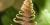 Blechnum occidentale