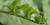 Asplenium oblongifolium