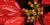 Euphorbia pulcherrima 'Jingle Bells 3'