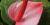 Anthurium longilaminatum