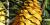 Encephalartos villosus, cone