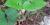 Asarum caudatum