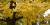 Ginkgo biloba.