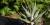 Haworthia sp.