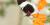 Heliconius sapho